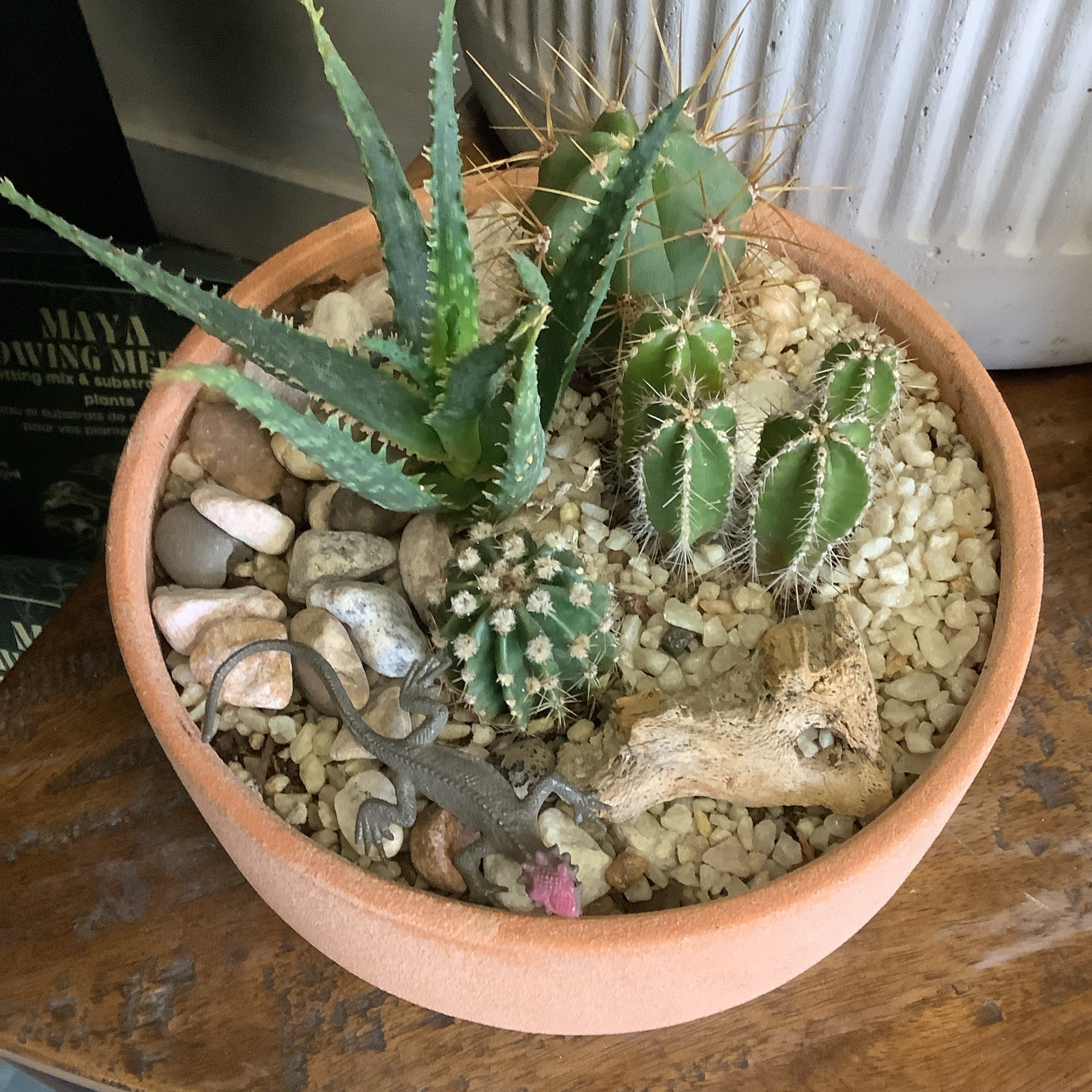 cactus arrangements